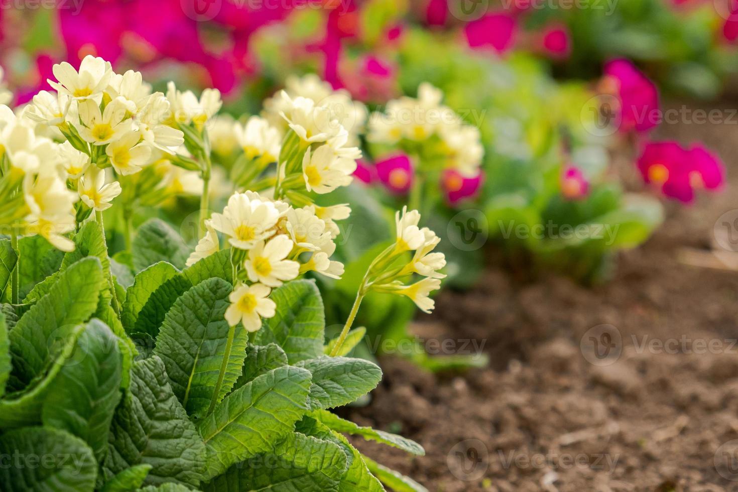 Easter concept. Primrose Primula with yellow flowers in flowerbed in spring time. Inspirational natural floral spring or summer blooming garden or park. Hello spring. photo