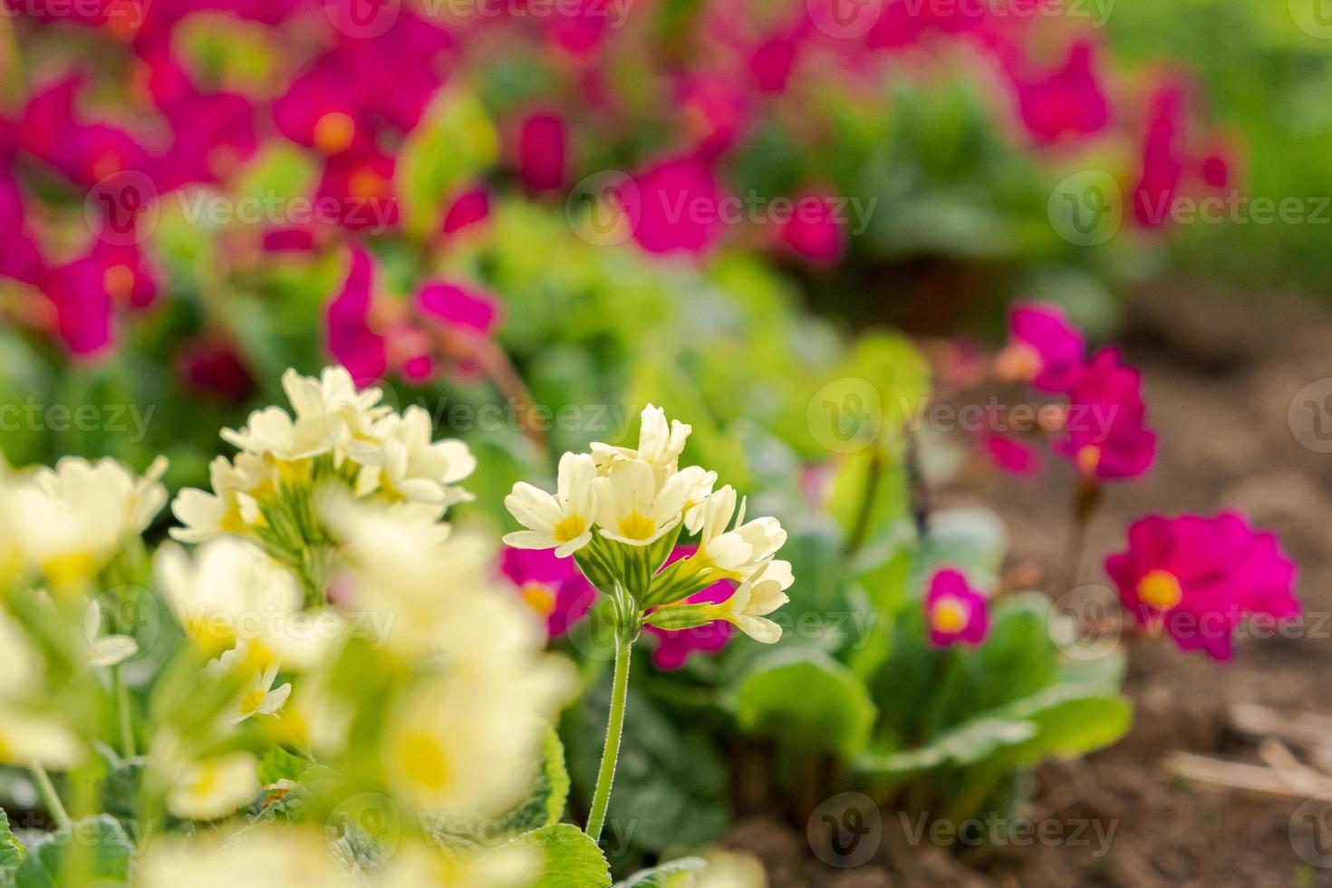 Easter concept. Primrose Primula with yellow and pink flowers in flowerbed in spring time. Inspirational natural floral spring or summer blooming garden or park. Hello spring. photo