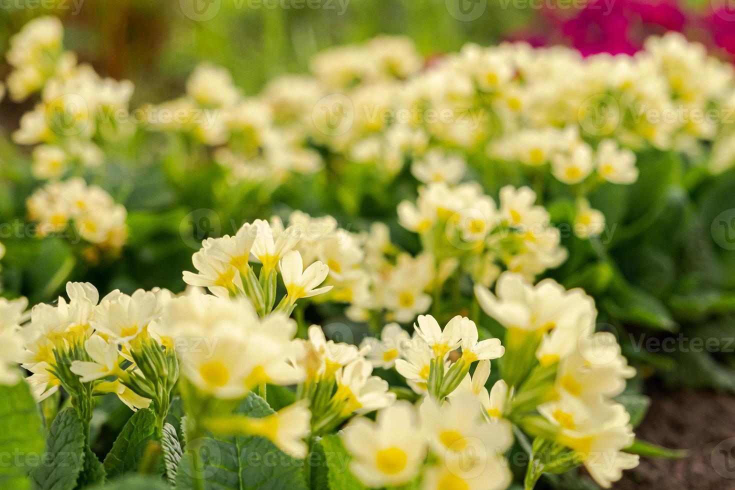 Easter concept. Primrose Primula with yellow flowers in flowerbed in spring time. Inspirational natural floral spring or summer blooming garden or park. Hello spring. photo