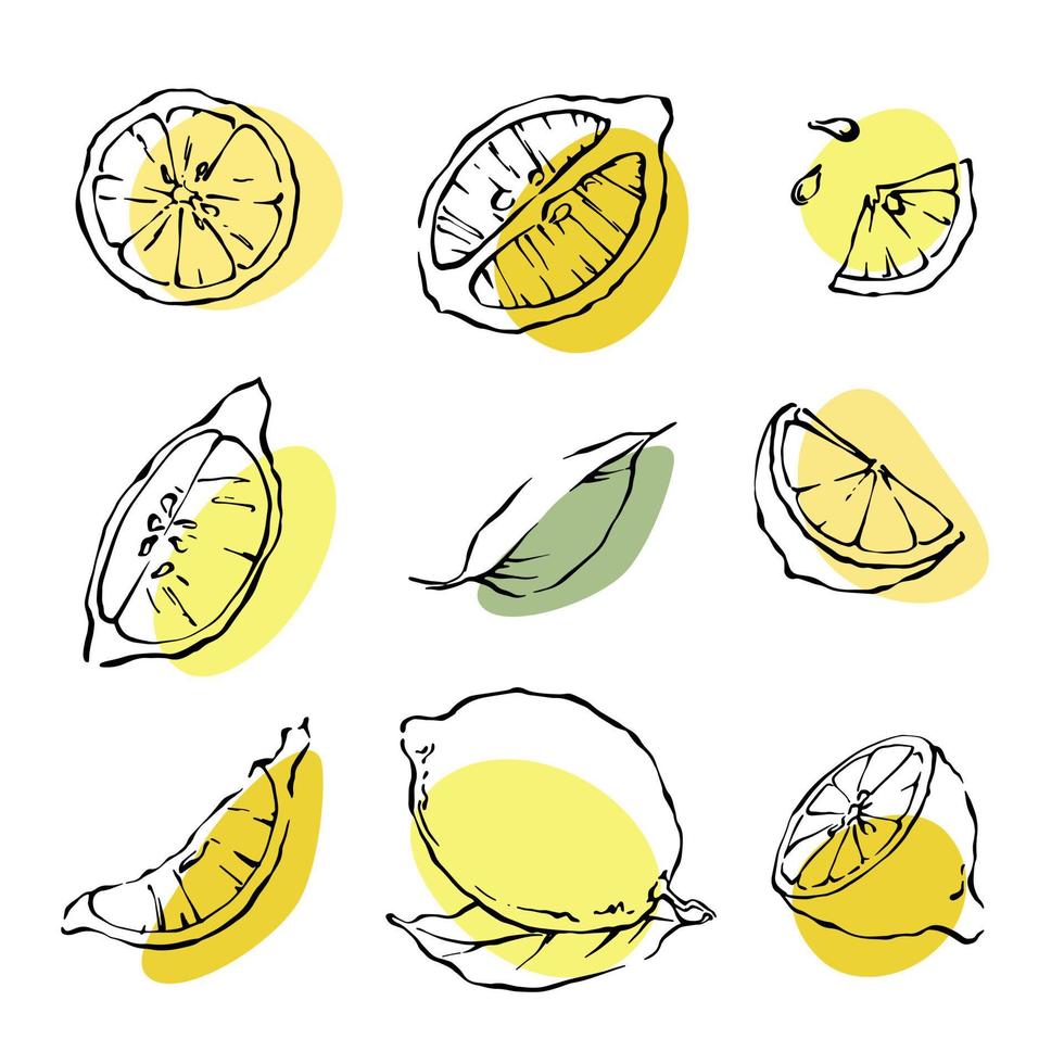 Hand drawn ink line Lemon slices, leaves and seads set with abstract color spots. Vector citrus fruit design elements collection on white background.