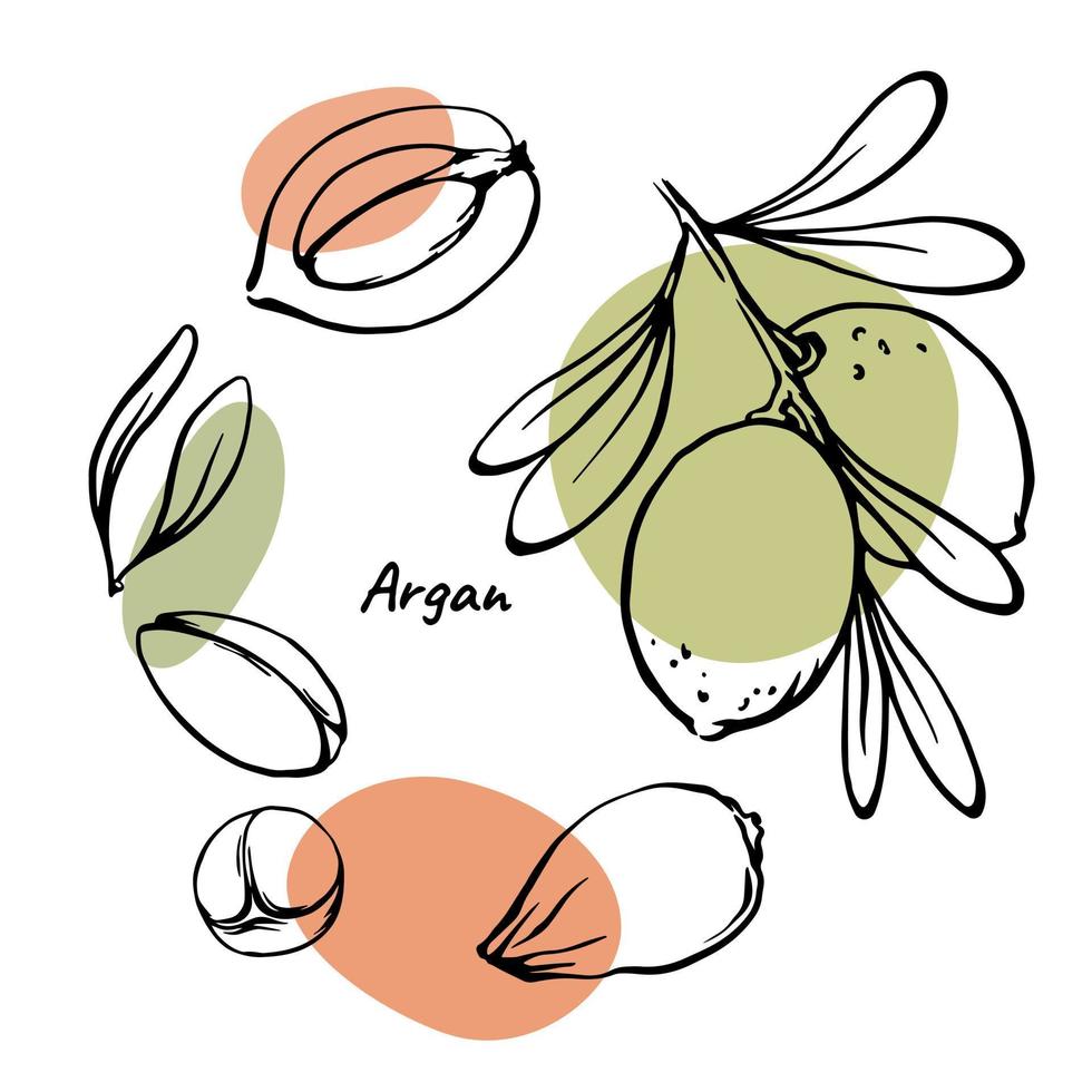 Modern Argan nuts and leaves hand drawn design elements collection with abstract color spots. Vector illustration set for argan oil, cosmetic and beauty product package design.
