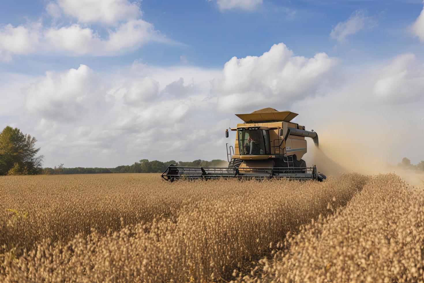 Harvesting of soybean field with combine photo