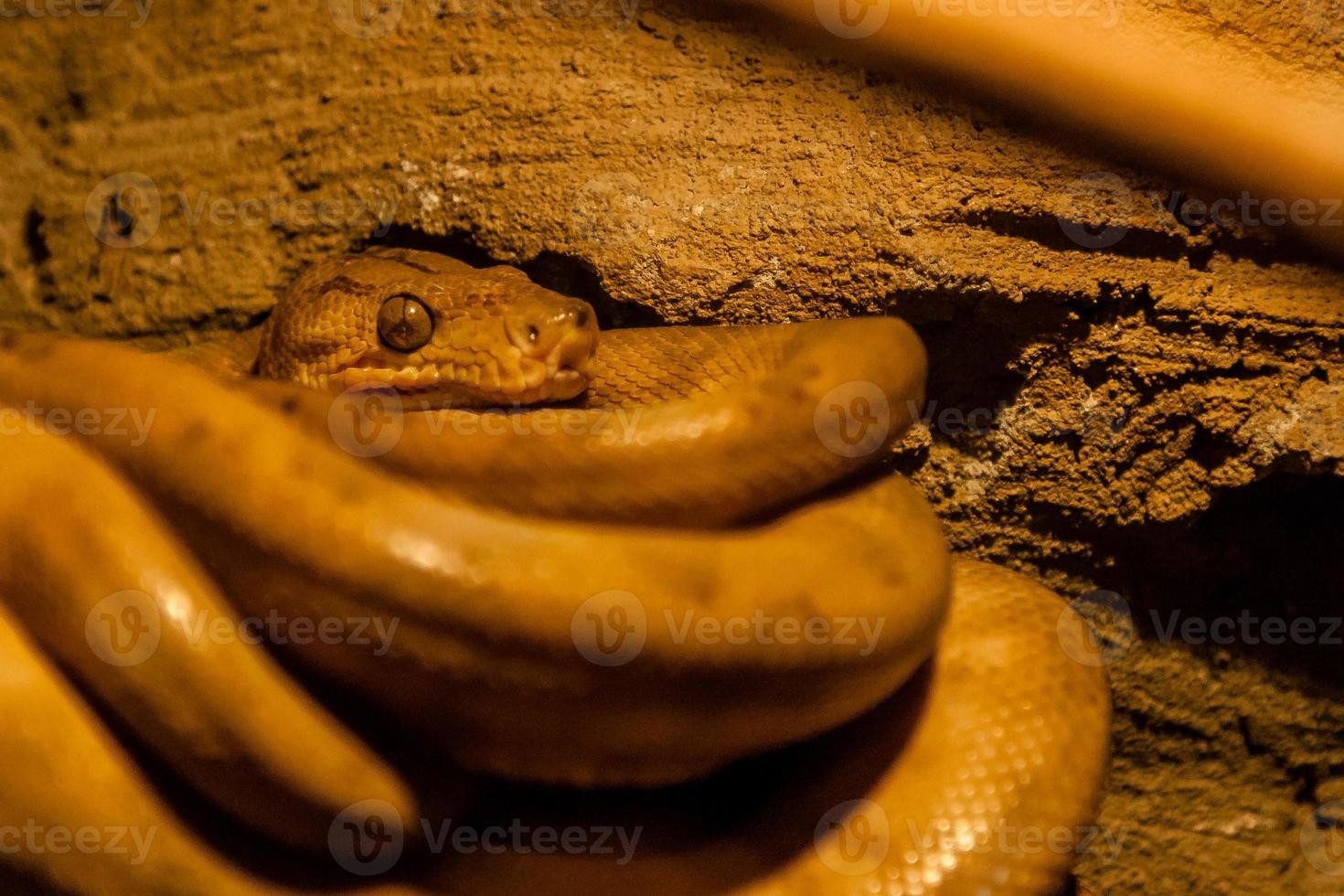 Snake rolled into a ball photo