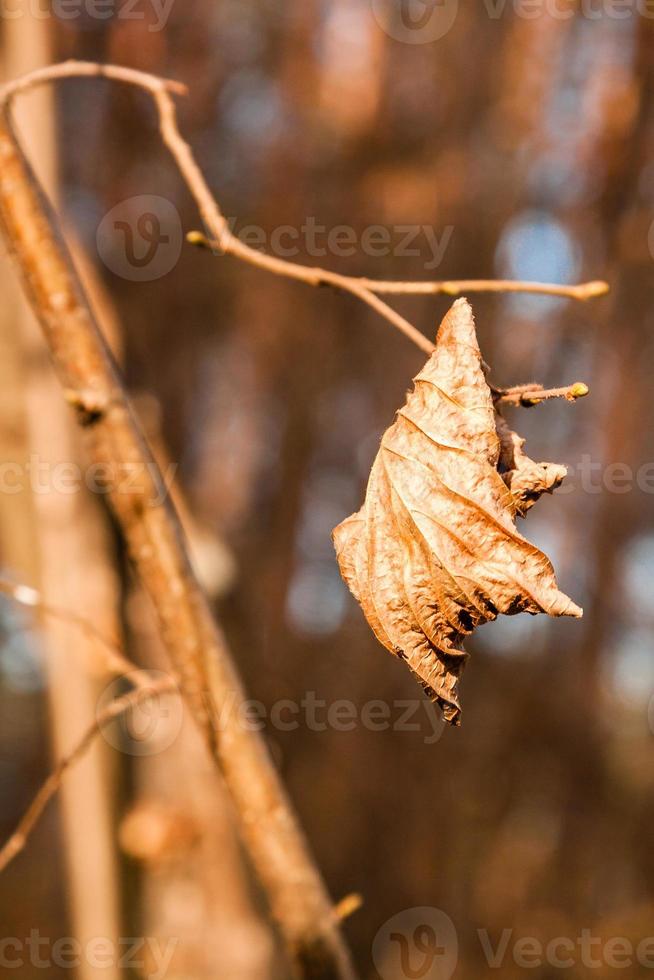 Withered autumn leaves on a tree branch photo