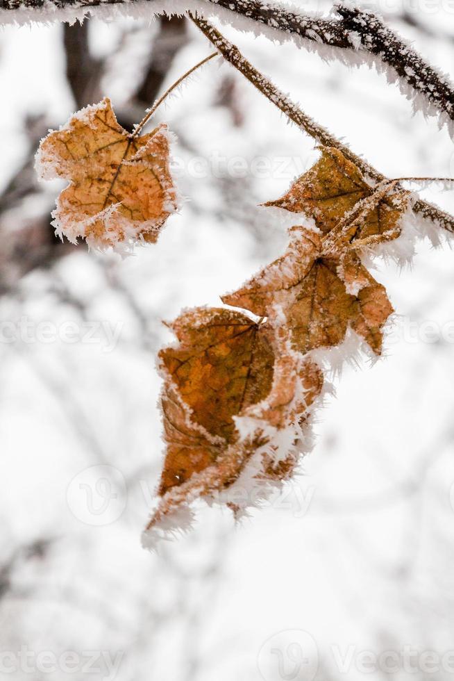 Winter leaves covered with snow and hoarfrost photo