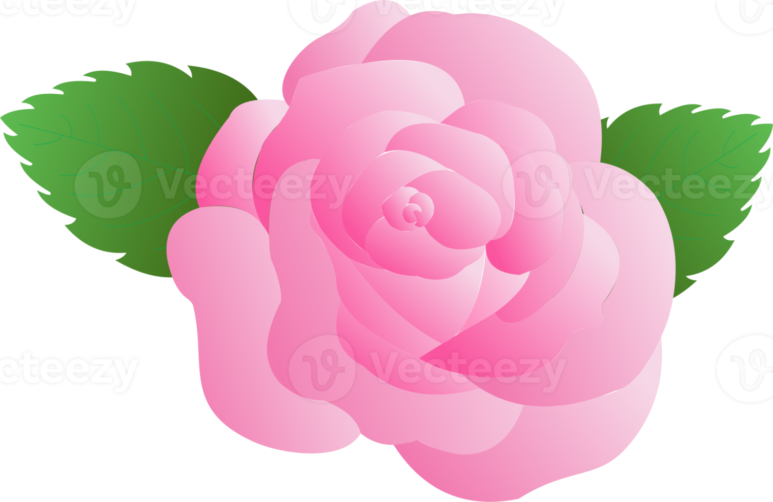 rosa rosa fiore ong png
