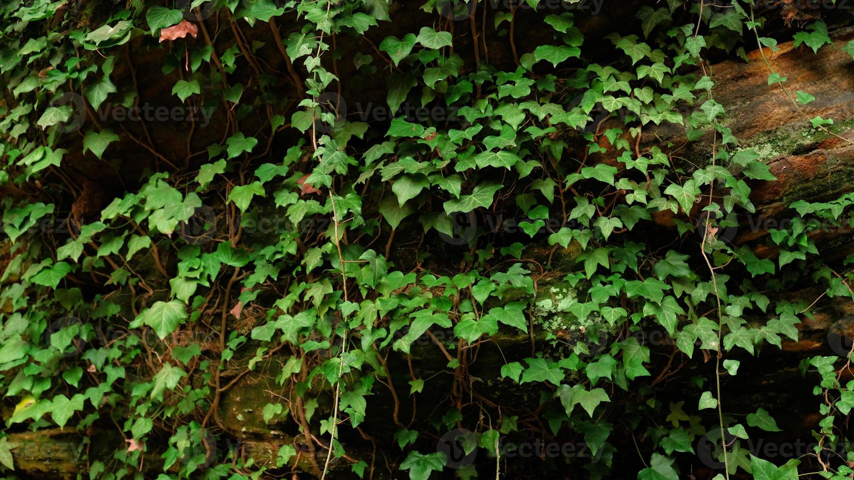 Green ivy leaves on the wall. Textured background of leaves. Green plant wall texture for backdrop design and eco wall and die-cut for artwork. A lot of leaves. photo