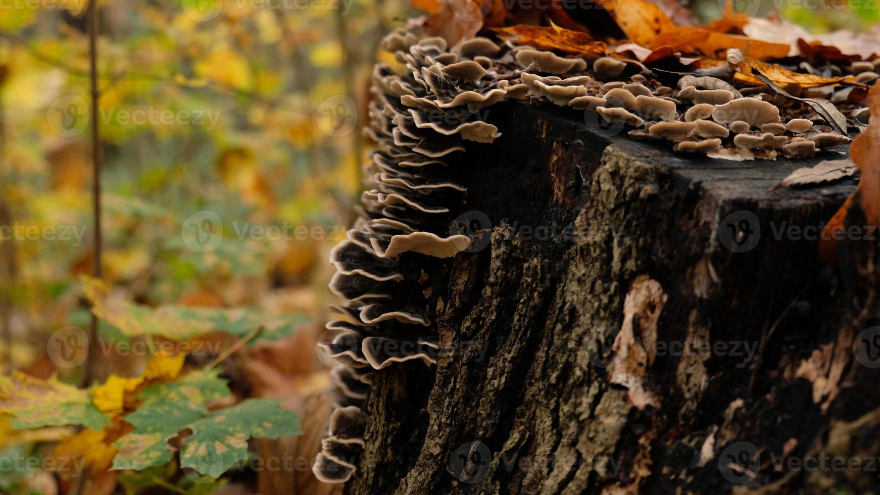 Mushrooms on a large stump in fall forest. Beautiful autumn card for a poster or postcard. The stump is covered mushrooms and autumn leaves. Parasitic mushrooms on trees. photo