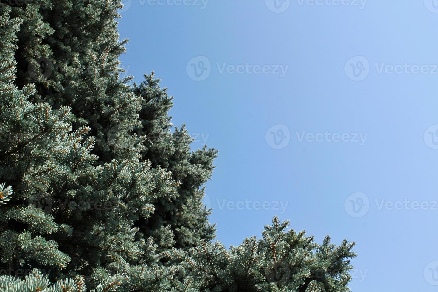 Fresh blue spruce branches on blue sky background. Composition picea pungens landscaping in japanese garden. Nature botanical evergreen pine coniferous plants concept. Christmas tree. Copy space photo