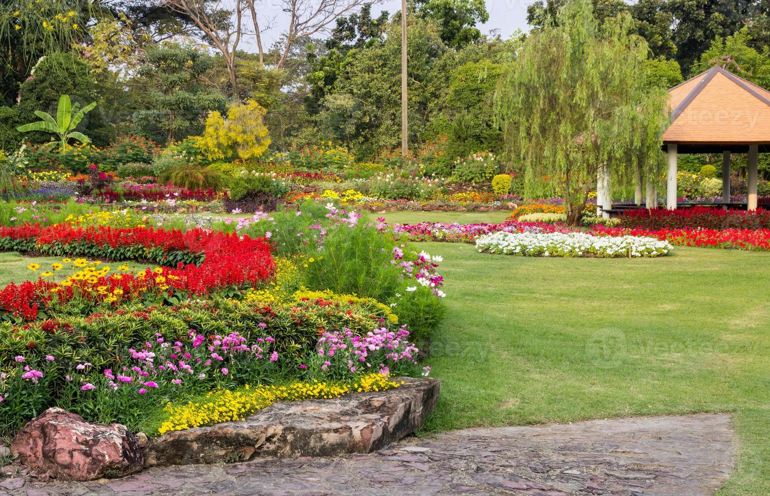 colorful flower in the garden photo