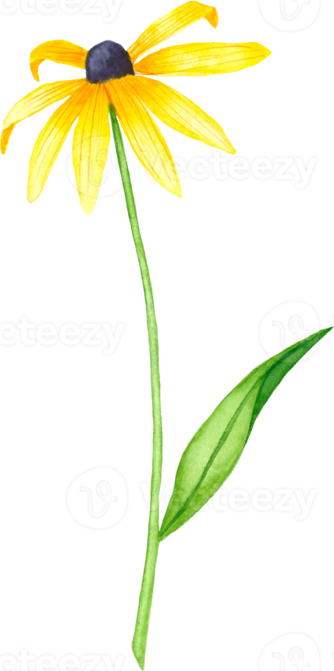Watercolor aster flower illustration. Hand drawn yellow aster flower isolated on white background png