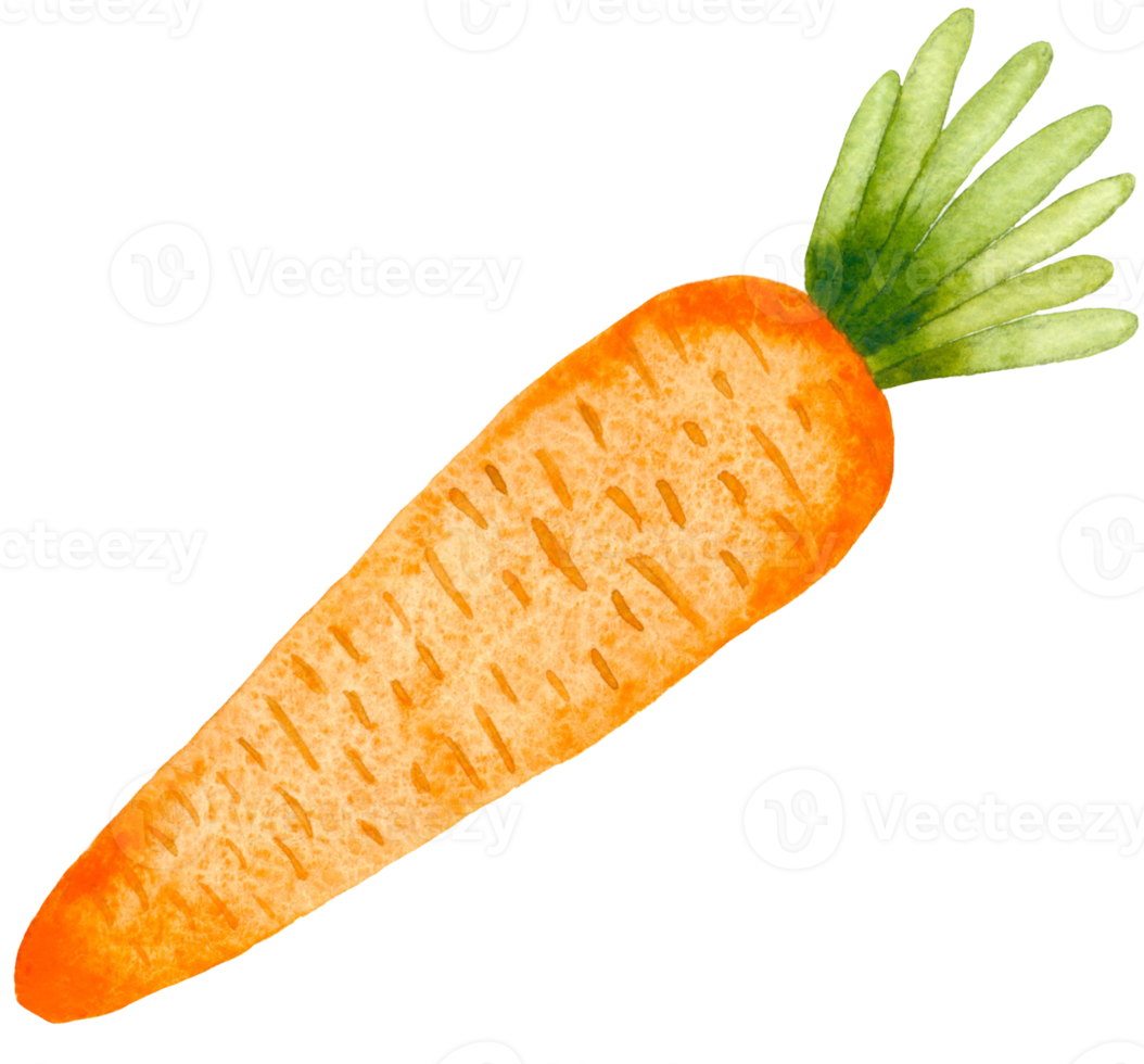 acuarela Zanahoria ilustración. mano dibujado Zanahoria aislado en blanco antecedentes png