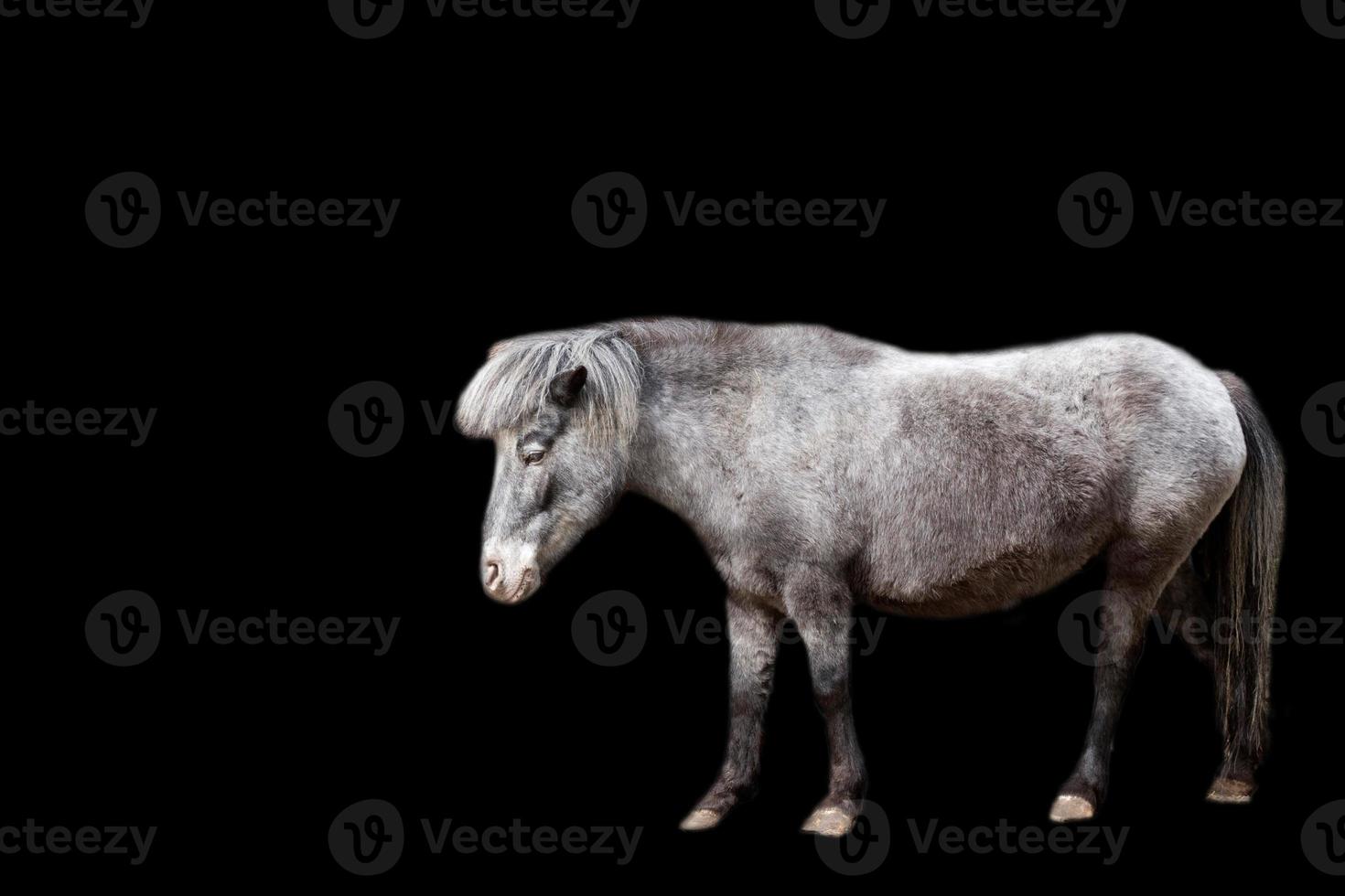 Pony on a black background photo