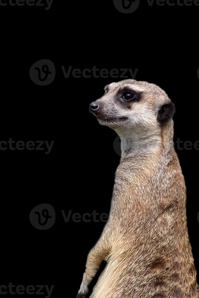 Meerkat on a black background photo