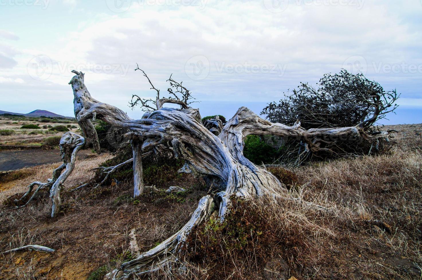 A large dry root photo
