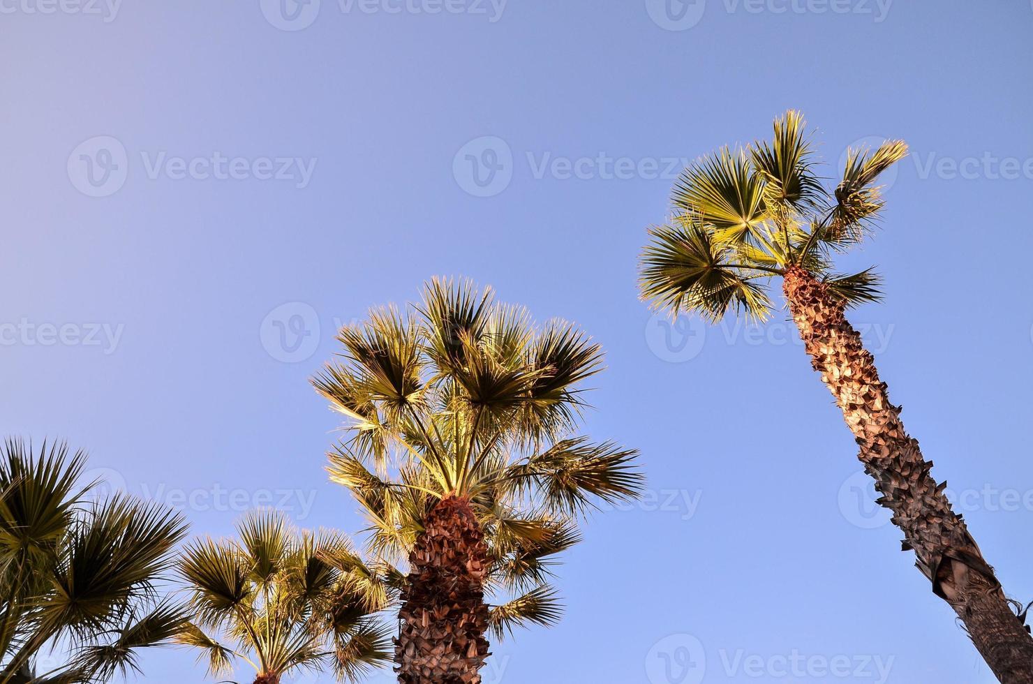 A group of palm trees 22120794 Stock Photo at Vecteezy