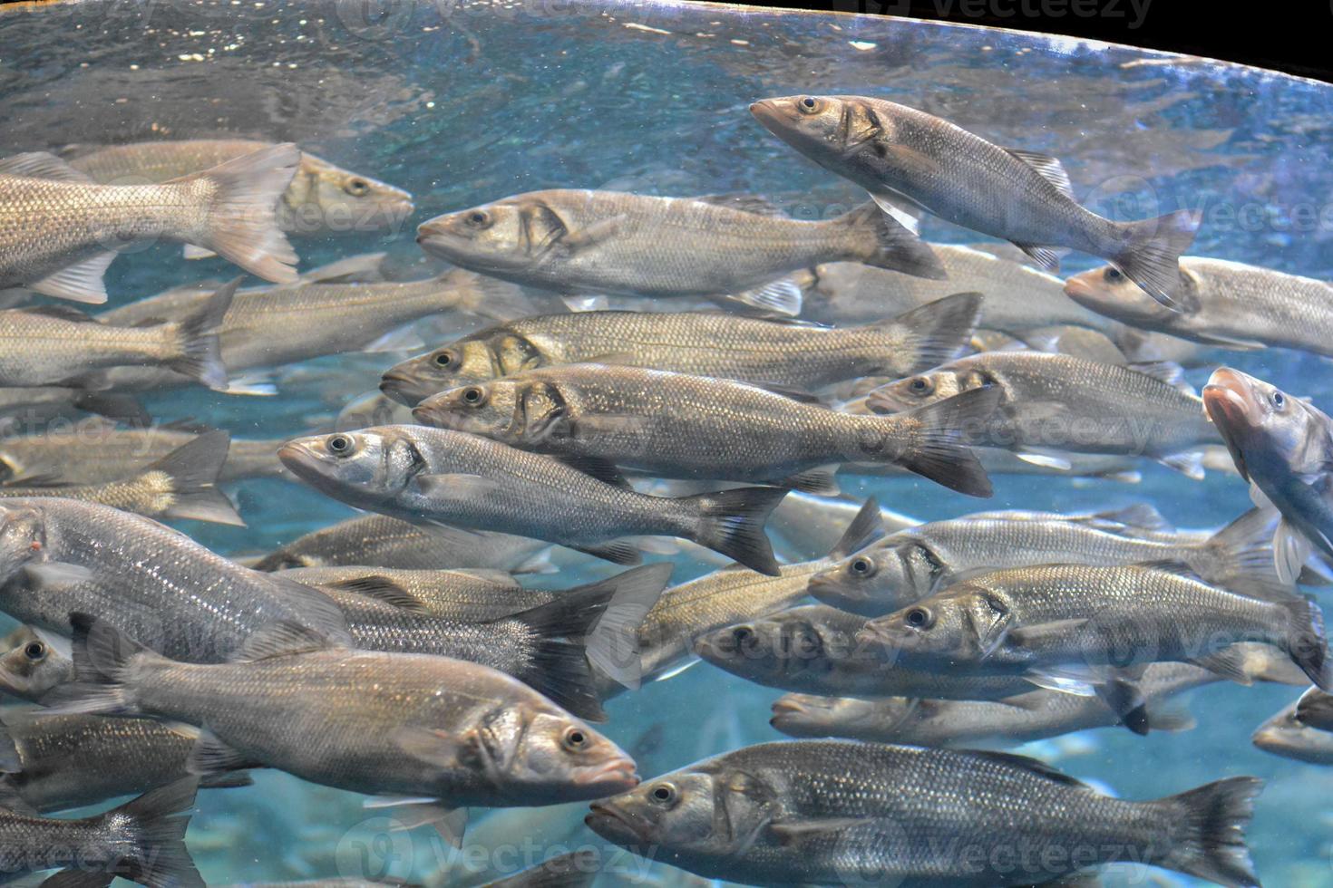 Tank with fishes photo