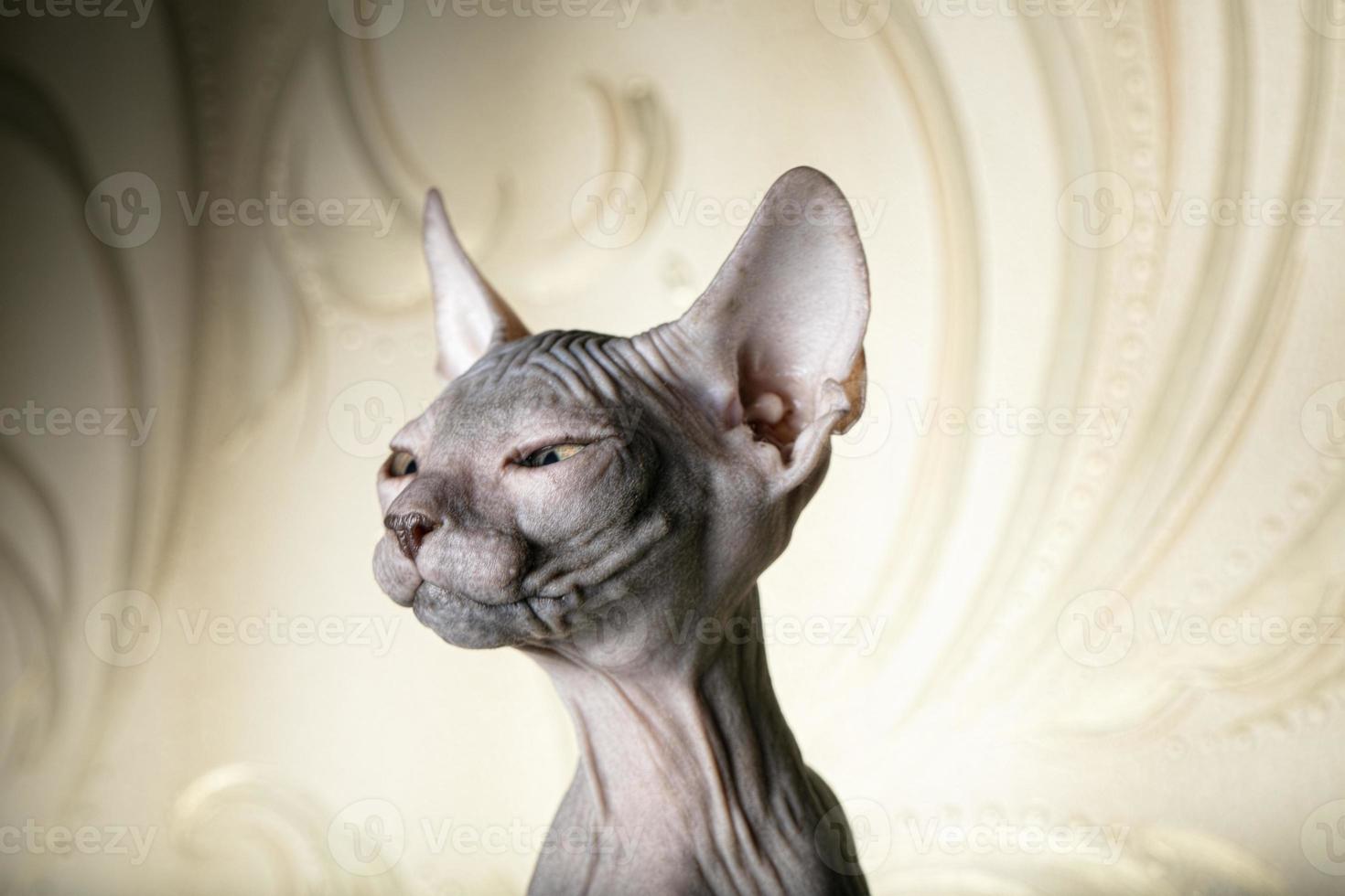 Beautiful face of a sphinx kitten. Funny bald cat on a beige background. photo