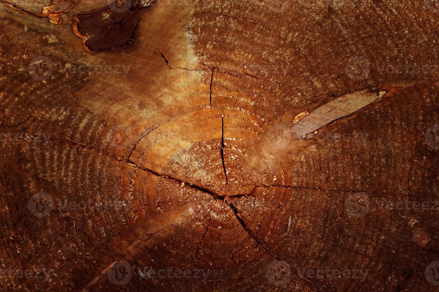 The texture of a cracked old tree. Stump in a cut. Old tree with rings. photo