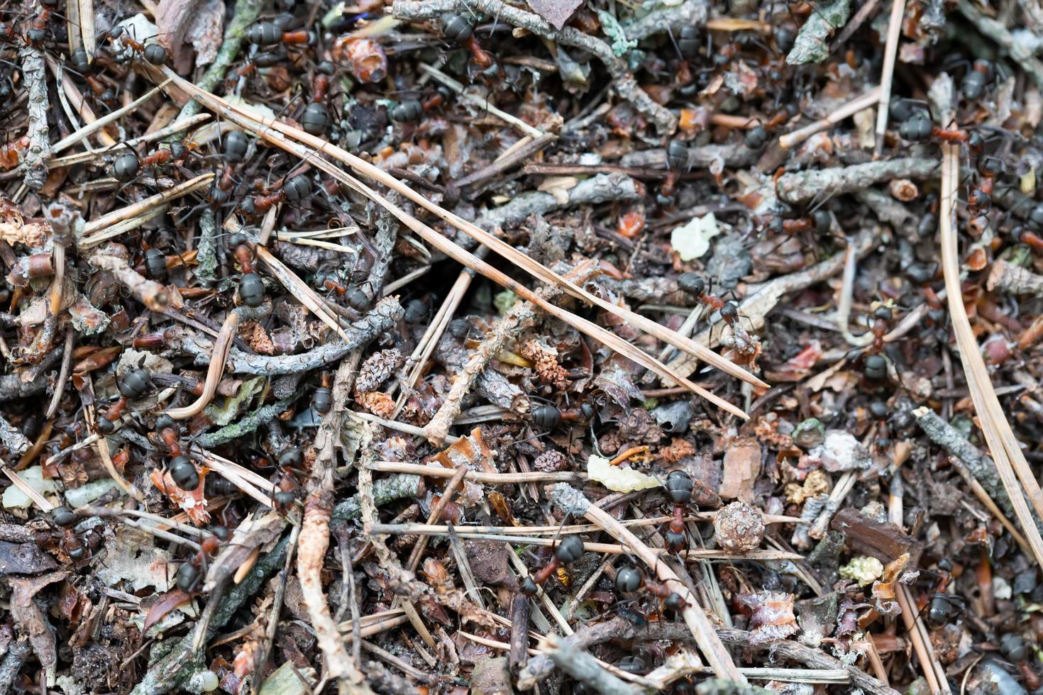 Fragment of an anthill close-up. photo