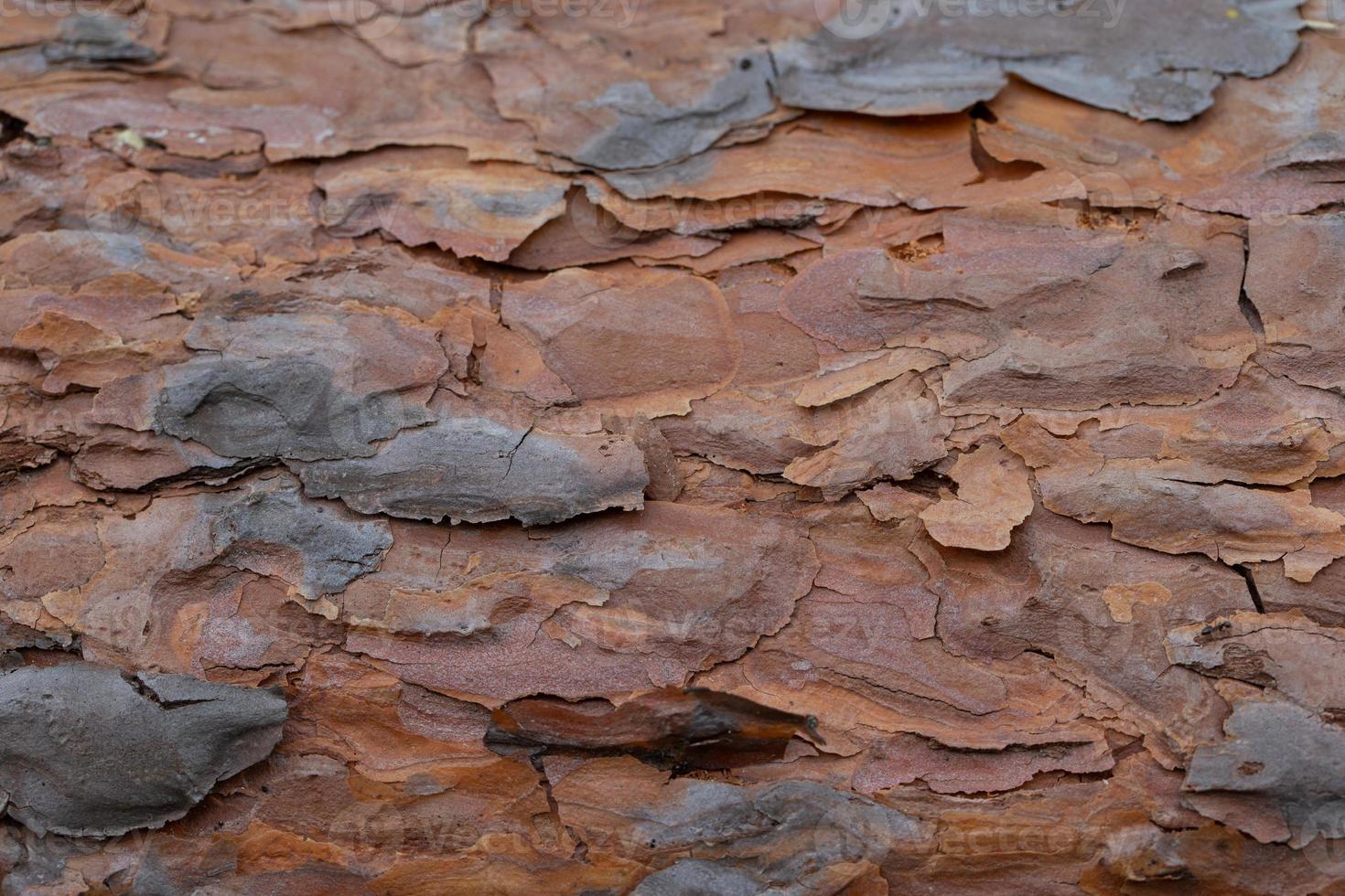 The bark of an old tree. Fragment of a pine trunk. photo