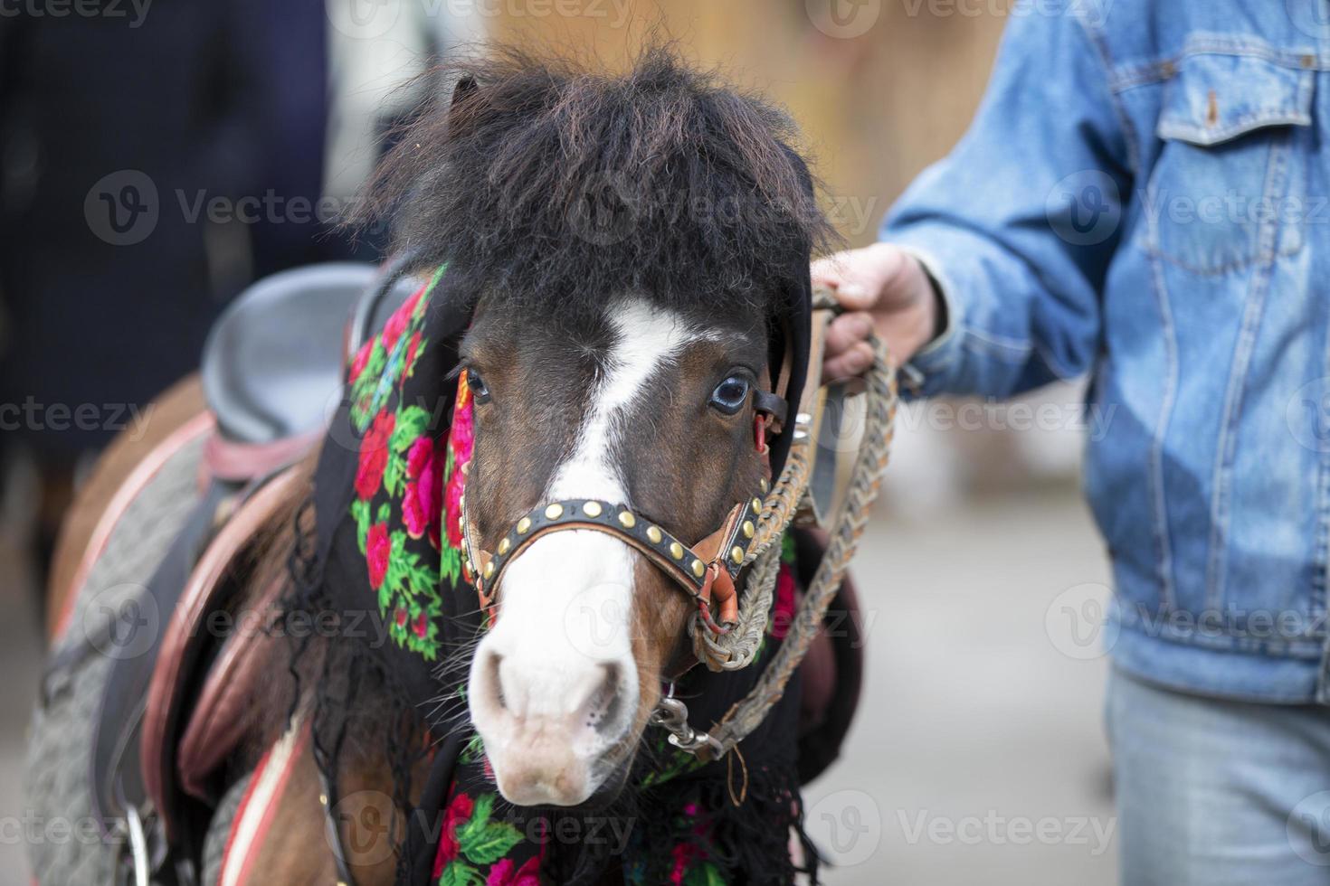 un caballo en un ruso chal. poni. foto