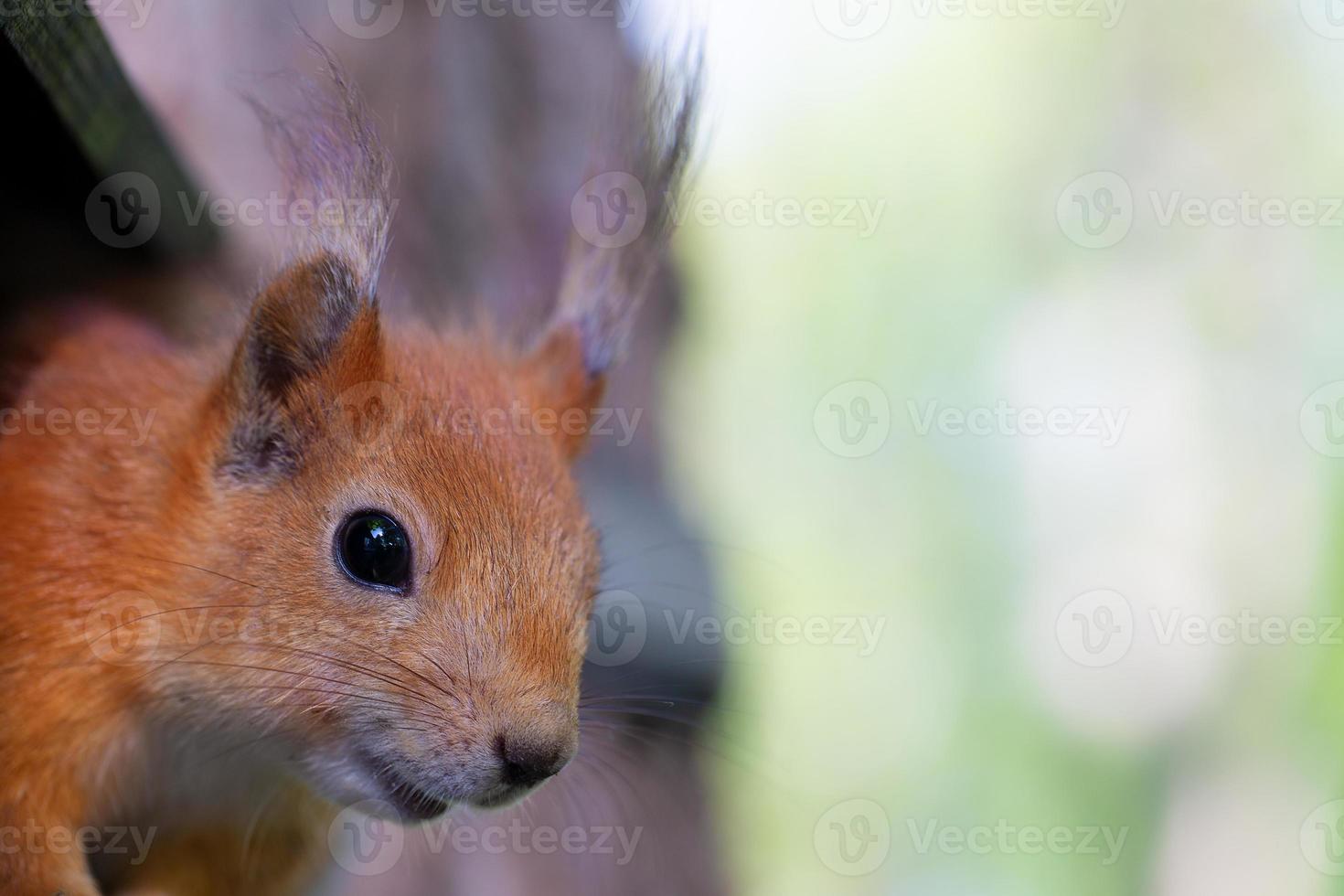 el bozal de un pequeño ardilla en un antecedentes de verdor. foto