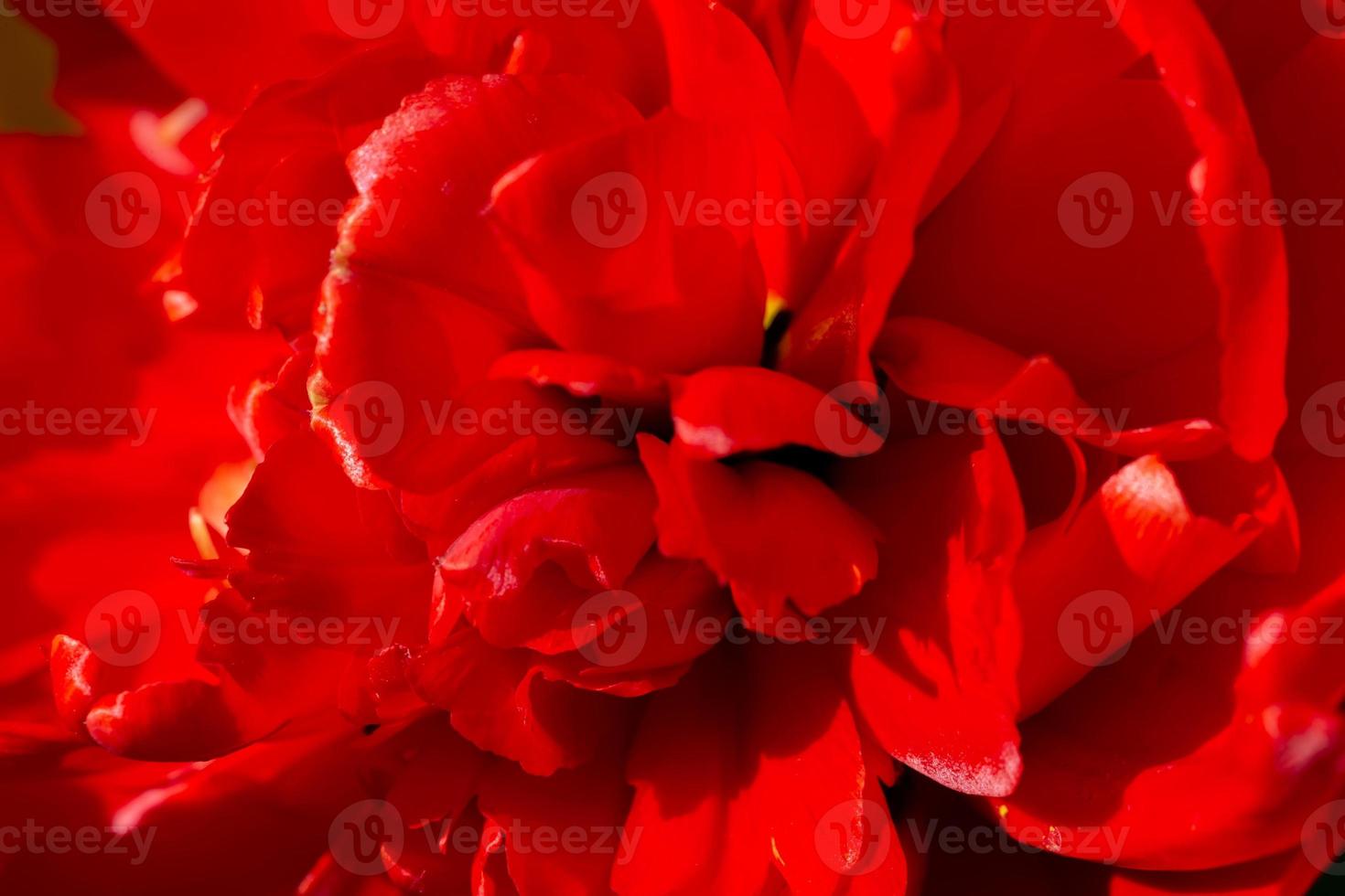 Red tulip close-up. Beautiful flower macro shot. photo