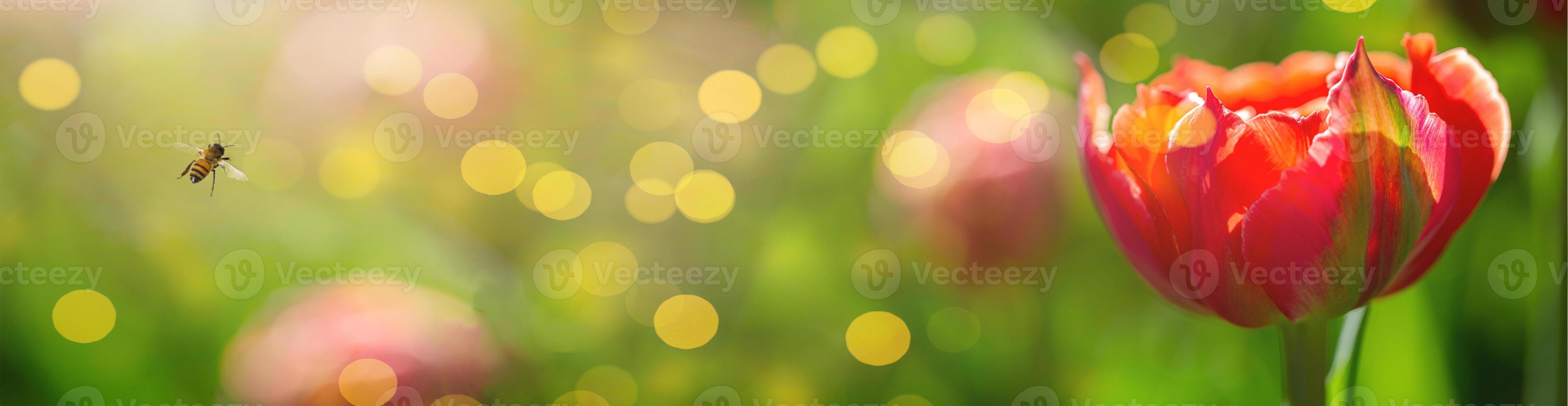 Beautiful spring flowers. Red tulip banner on a bokeh background and a bee photo