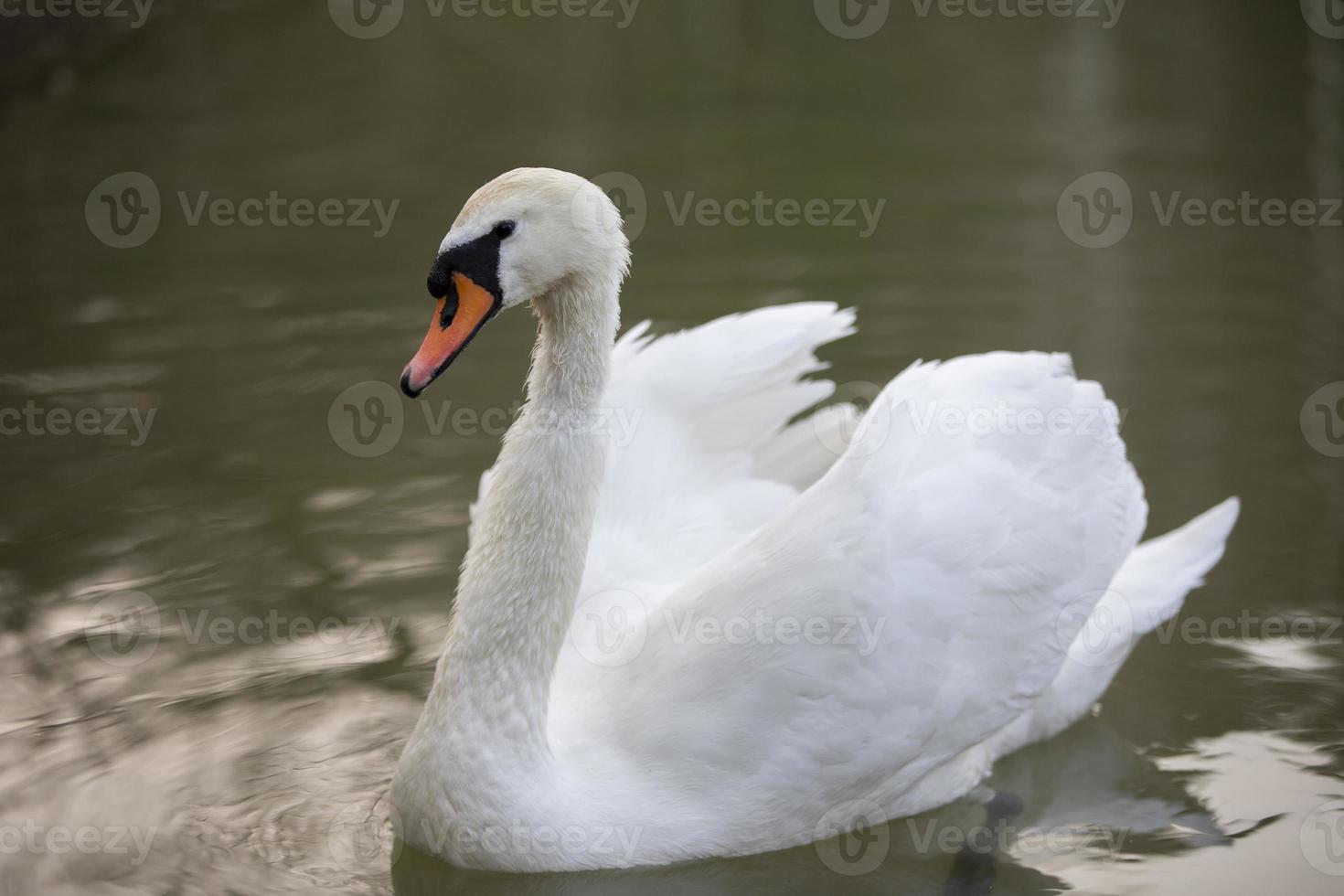 blanco cisne en el salvaje. un hermosa cisne nada en el lago. foto