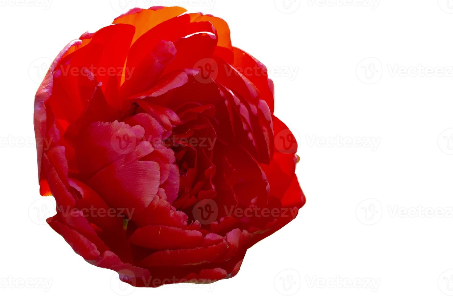 Red flower close-up on a white background.The scarlet tulip is isolated. photo