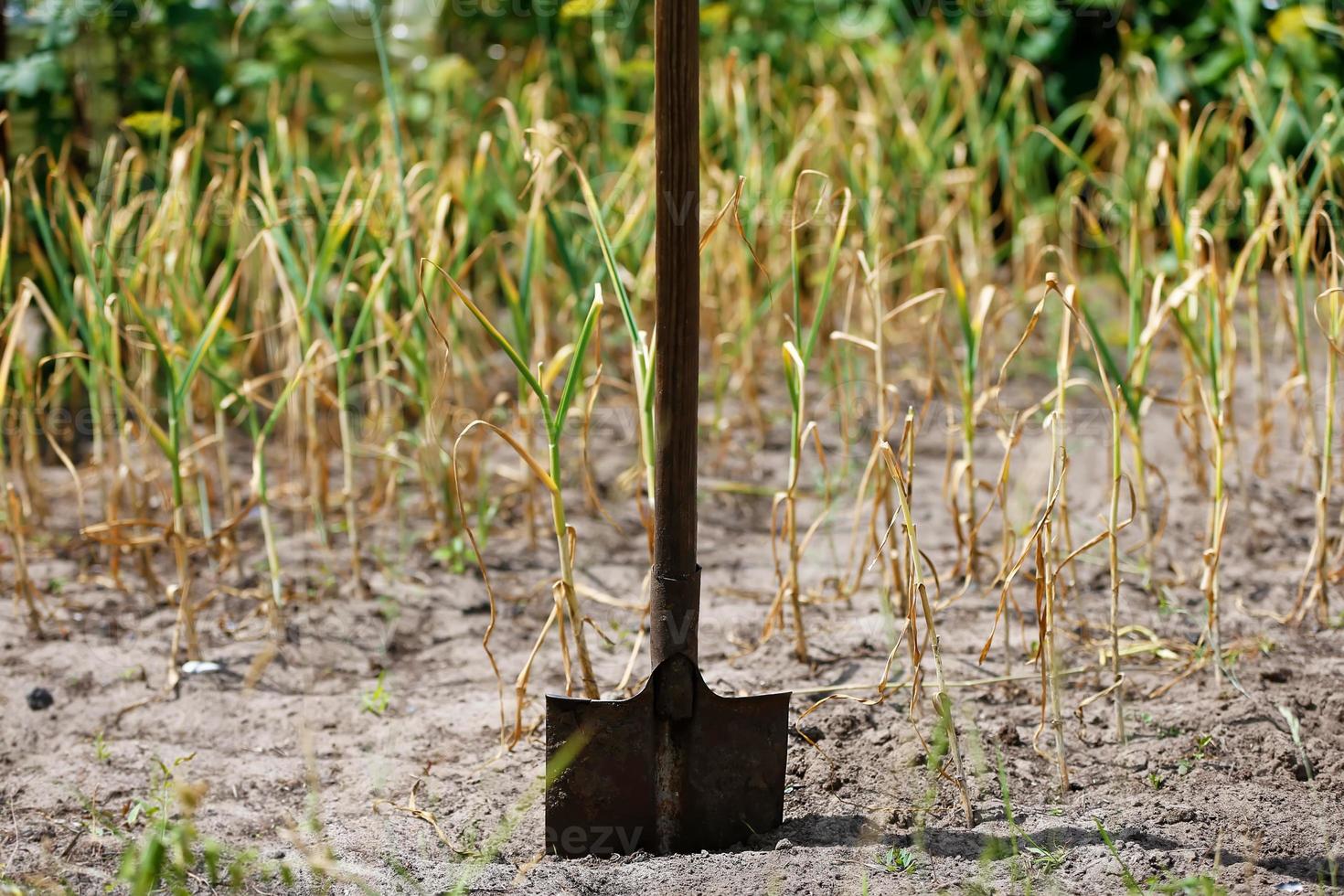 Garden shovel in the ground against the background of plants photo