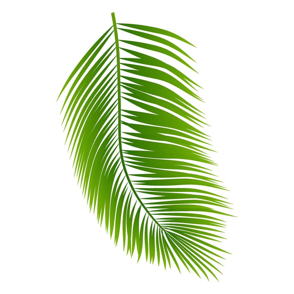 Calathea ornata Pin-stripe Calathea leaves, Tropical foliage isolated on white background, with clipping path. vector