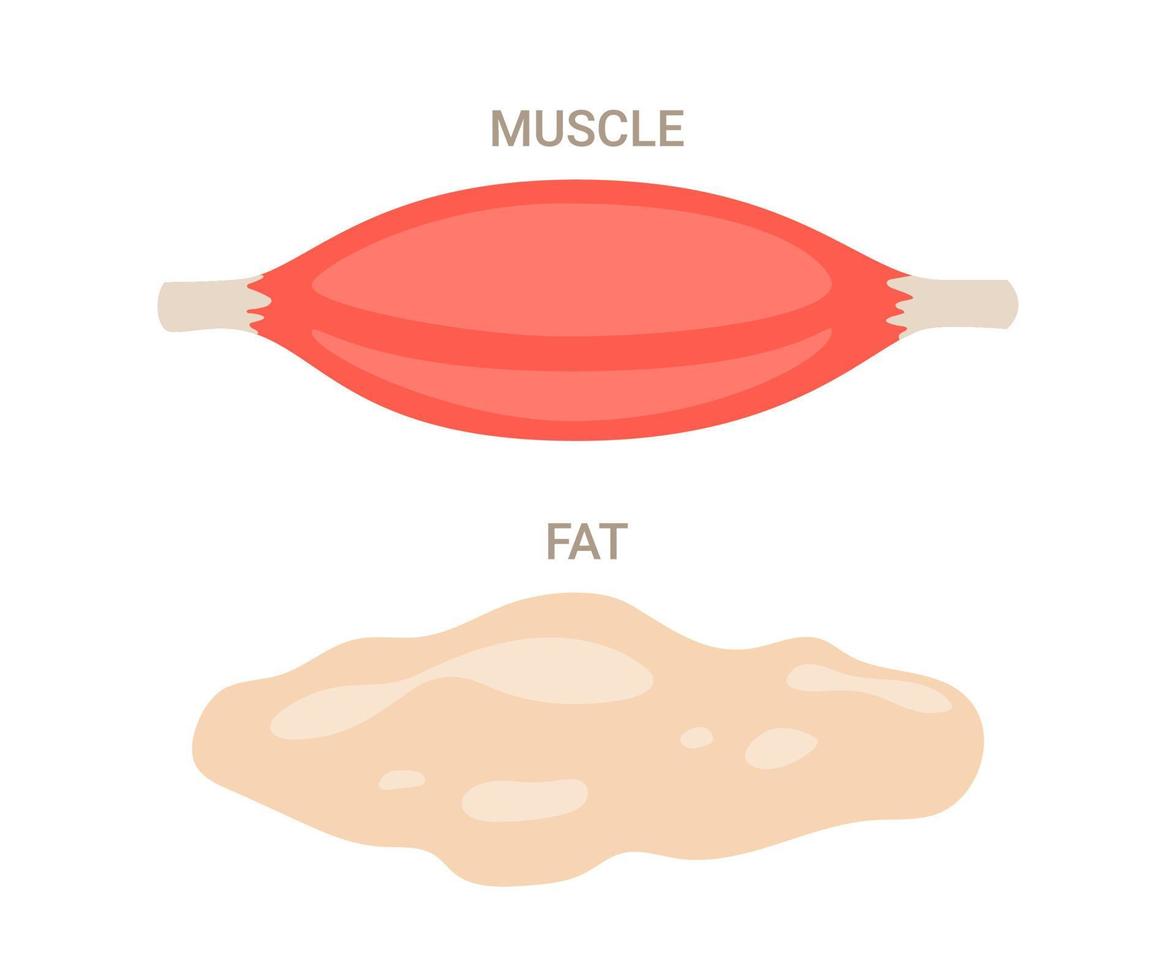 Muscle and fat, composition weight body mass. Fiber part body human and extra component. Comparison health activity and weight loss, diet. Vector illustration