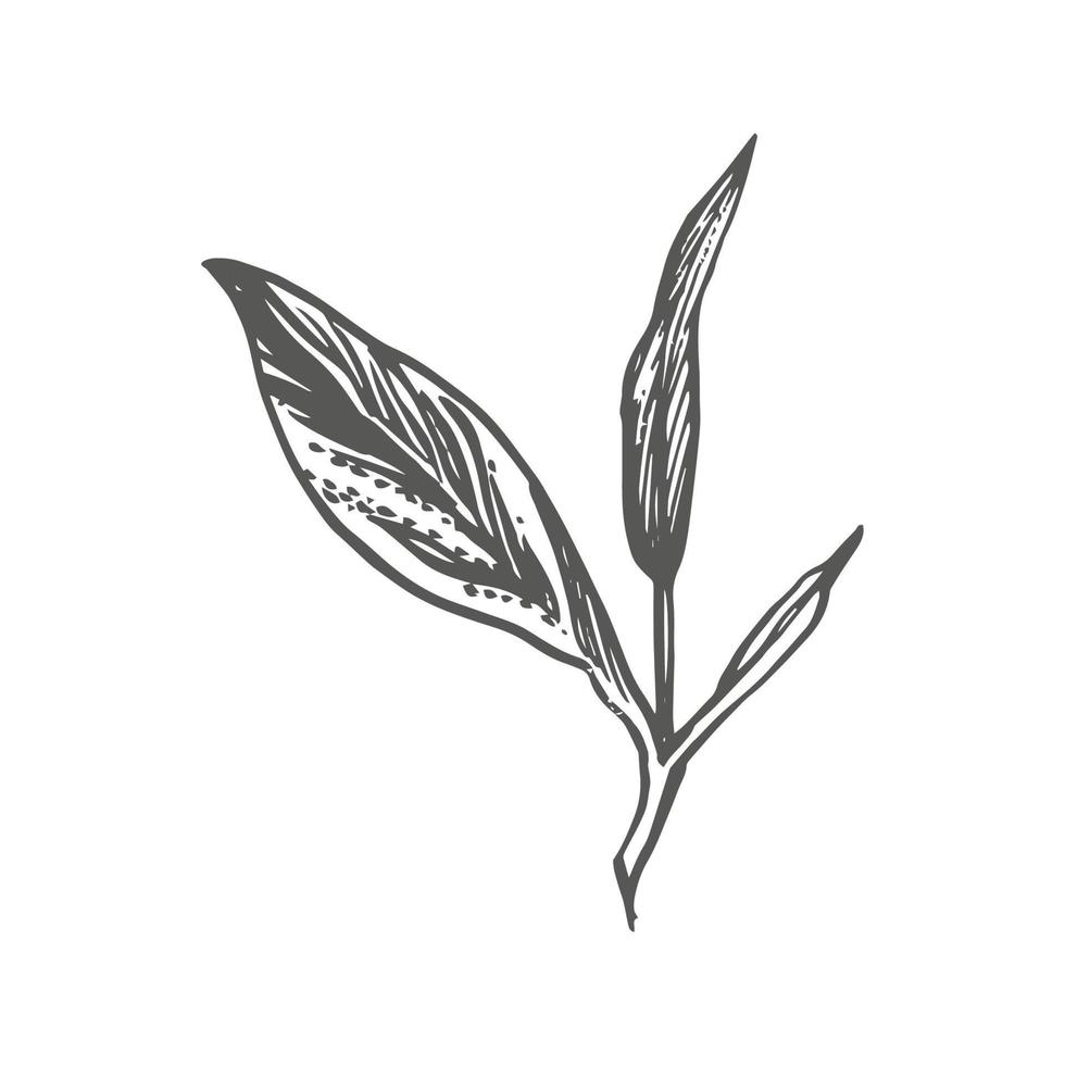 Branch and tea leaves. Green tea. Vector hand drawn illustration.