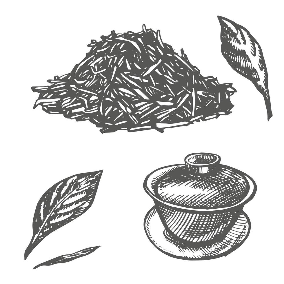 Branch and tea leaves. Green tea. Vector hand drawn illustration.