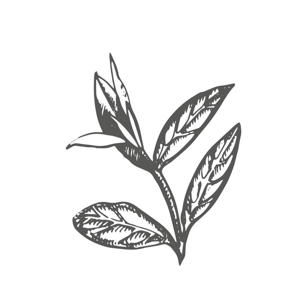 Branch and tea leaves. Green tea. Vector hand drawn illustration.