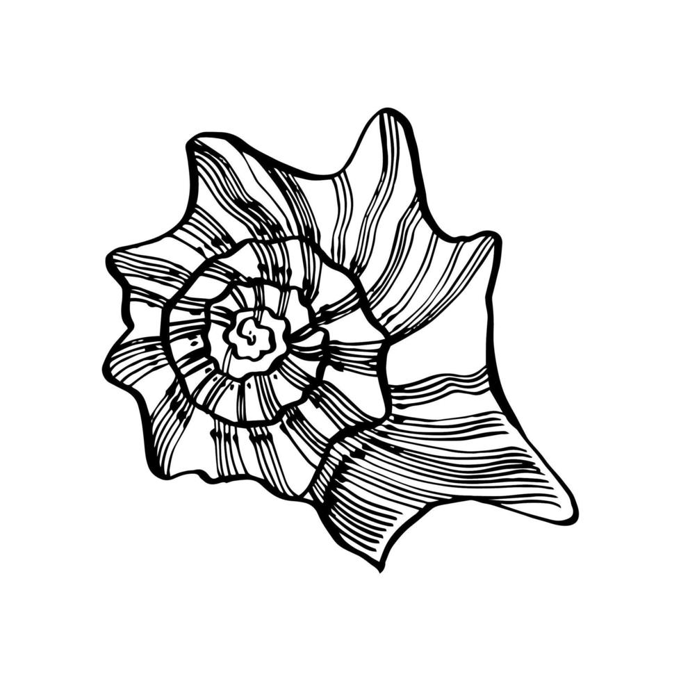 Shells collection. Hand-drawn graphic illustration of the under the sea. Can be used as background for web pages wedding invitations, greeting cards, postcards, patterns, prints, package design vector