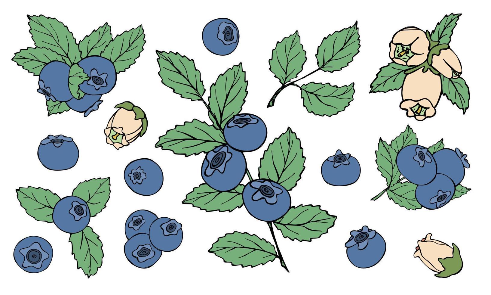 conjunto vectorial de imágenes prediseñadas de arándanos. icono de baya dibujado a mano. ilustración de frutas para impresión, web, diseño, decoración, logotipo. vector