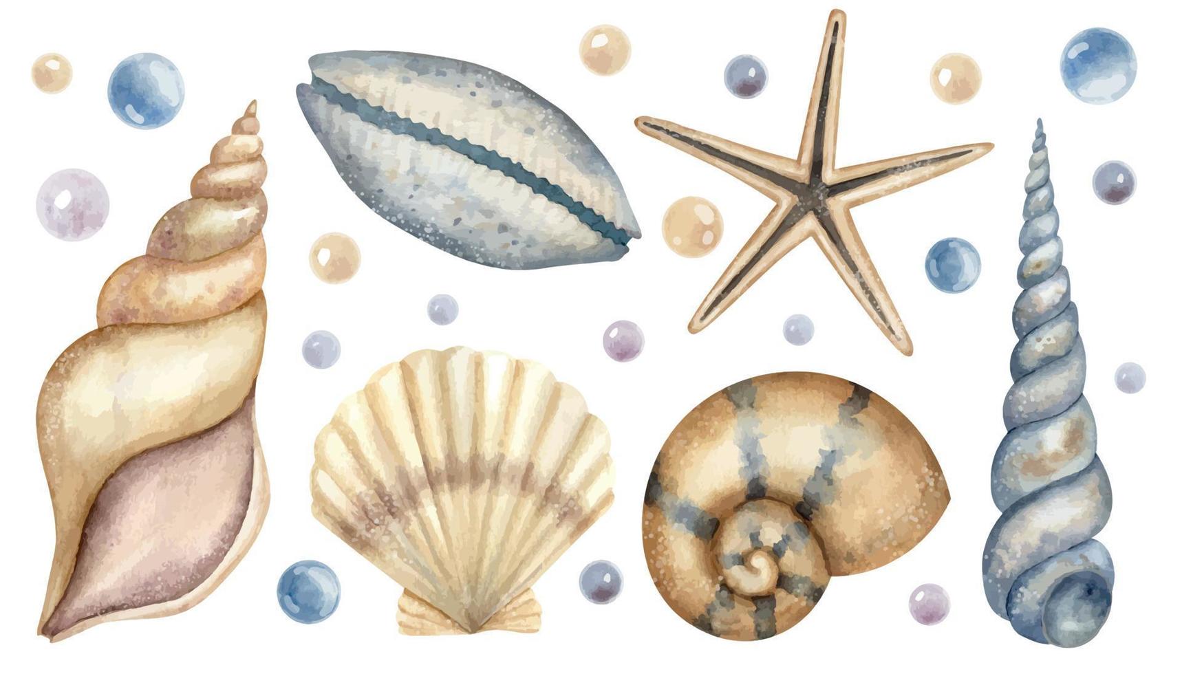 Set of Seashells. Big hand drawn Bundle of Sea Shells on isolated background. Collection of Cockleshells and starfish. Drawing of underwater life. Elements for design in marine style vector