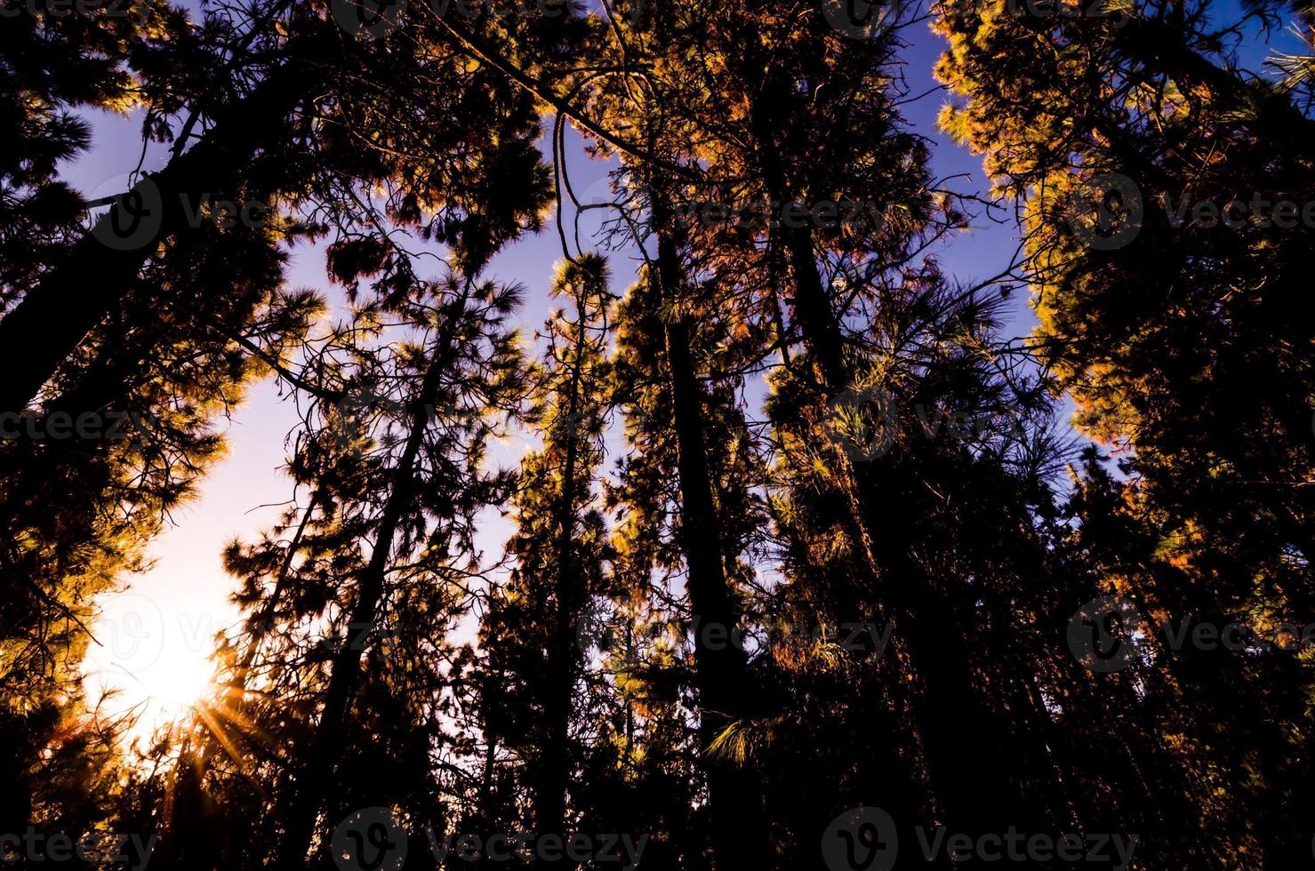 Deep dark forest photo