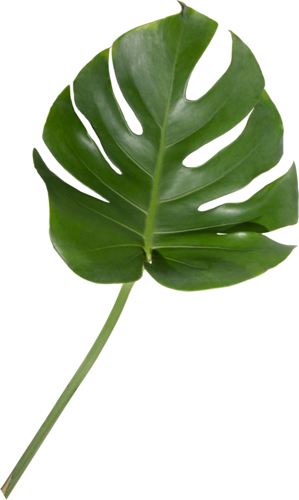 Monstera leaf cutout on transparent background. 22130270 PNG