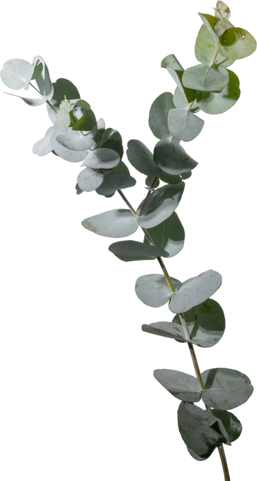 Eucalyptus leaf cutout on transparent background. png