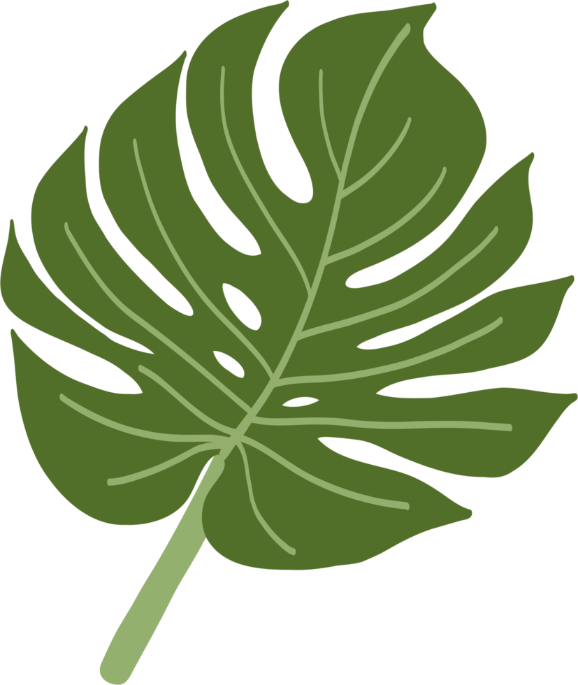 Simplicity monstera leaf freehand drawing png