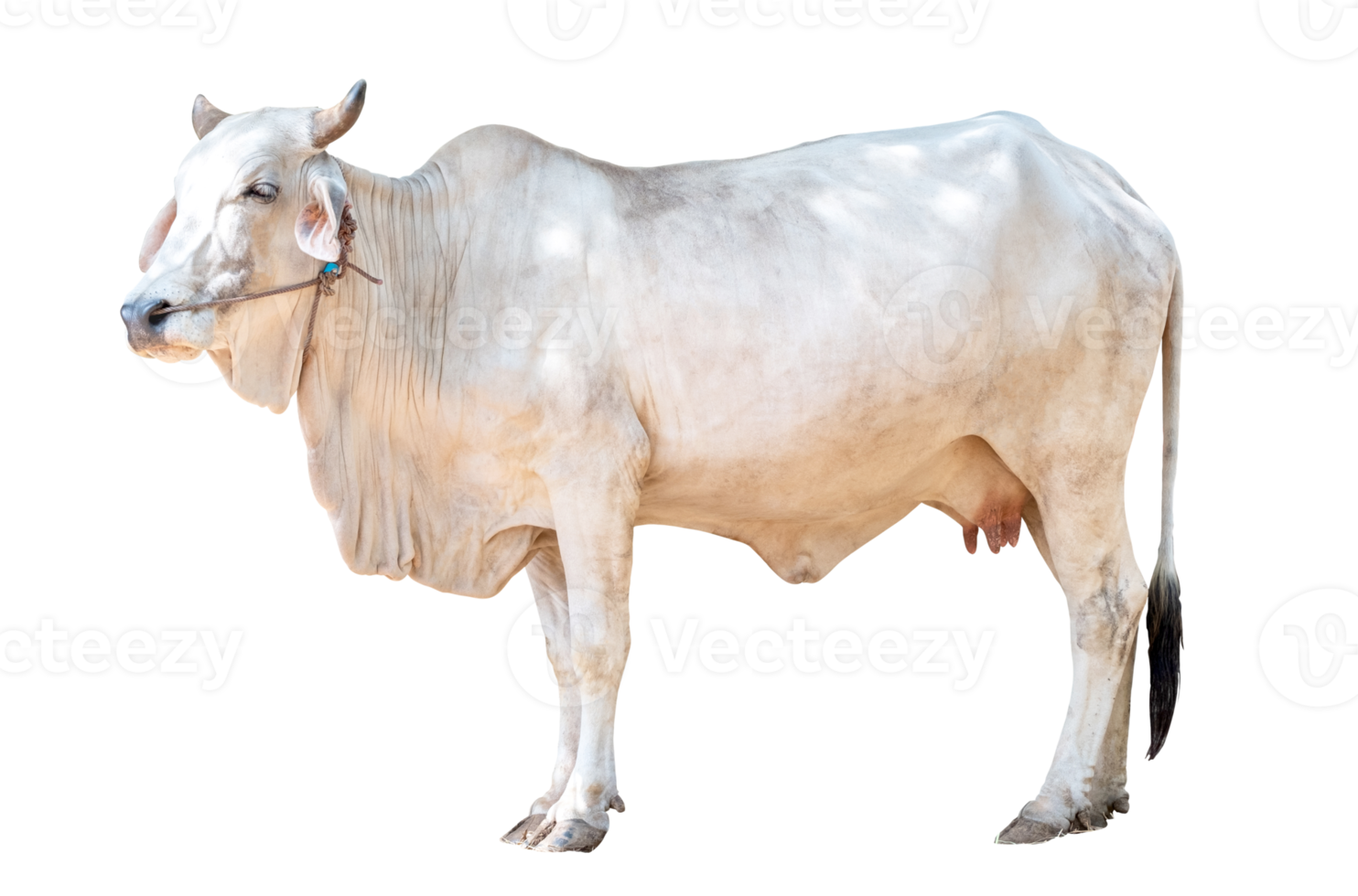 White female cow isolated on transparent background white clipping path, Thai cow, asian cow, side view png