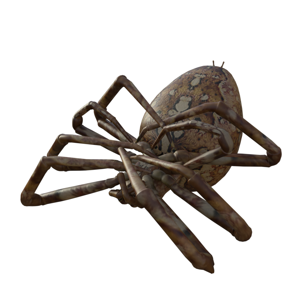 Spider isolated 3d png