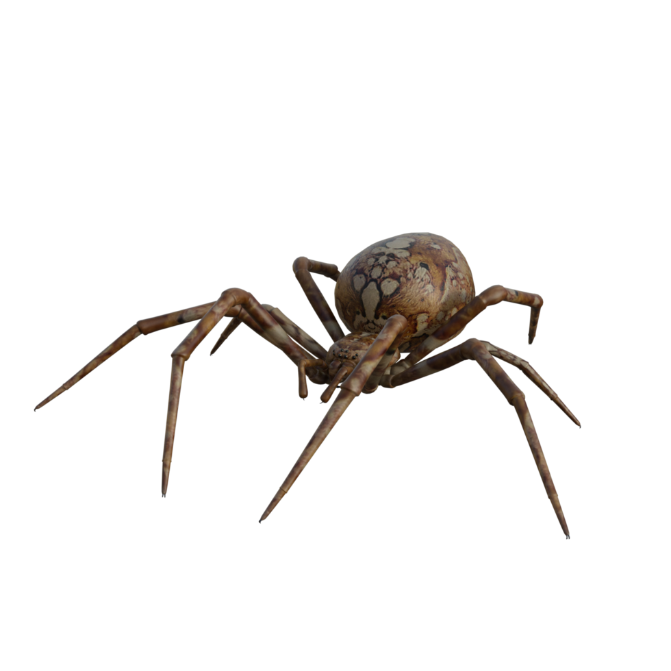 Spinne isoliert 3d png