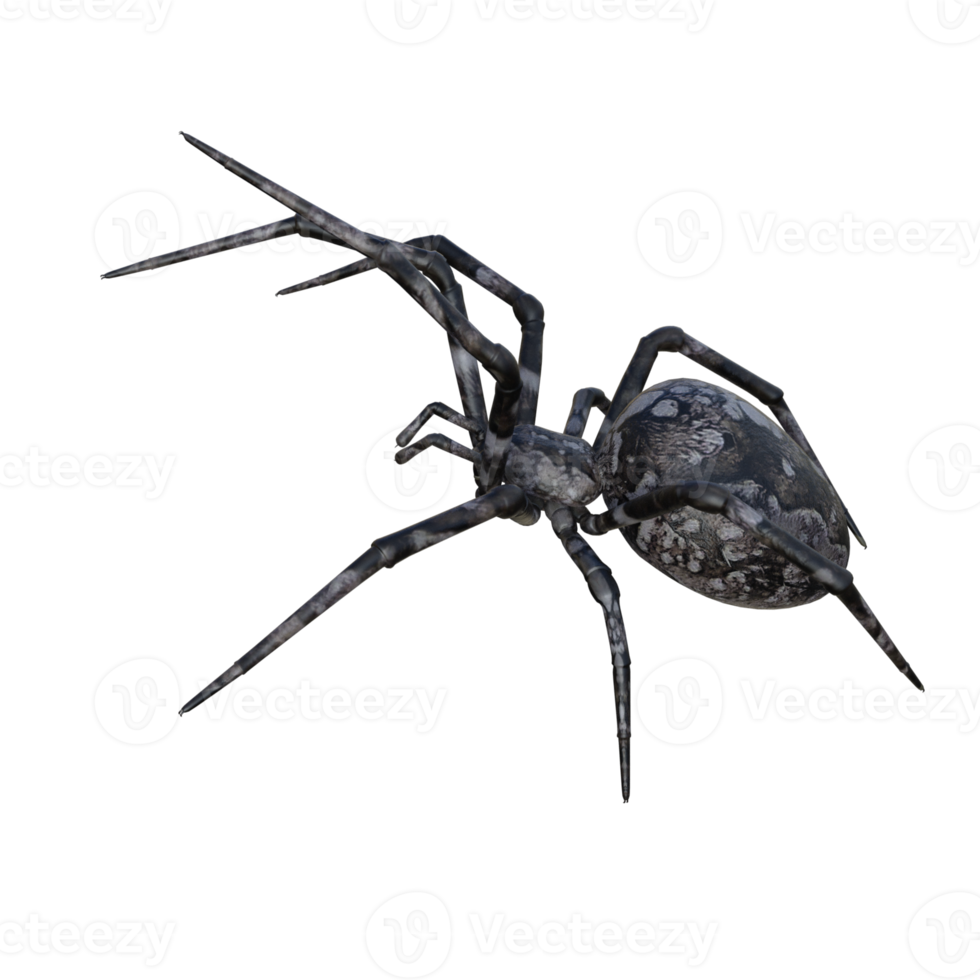 Spider isolated 3d png