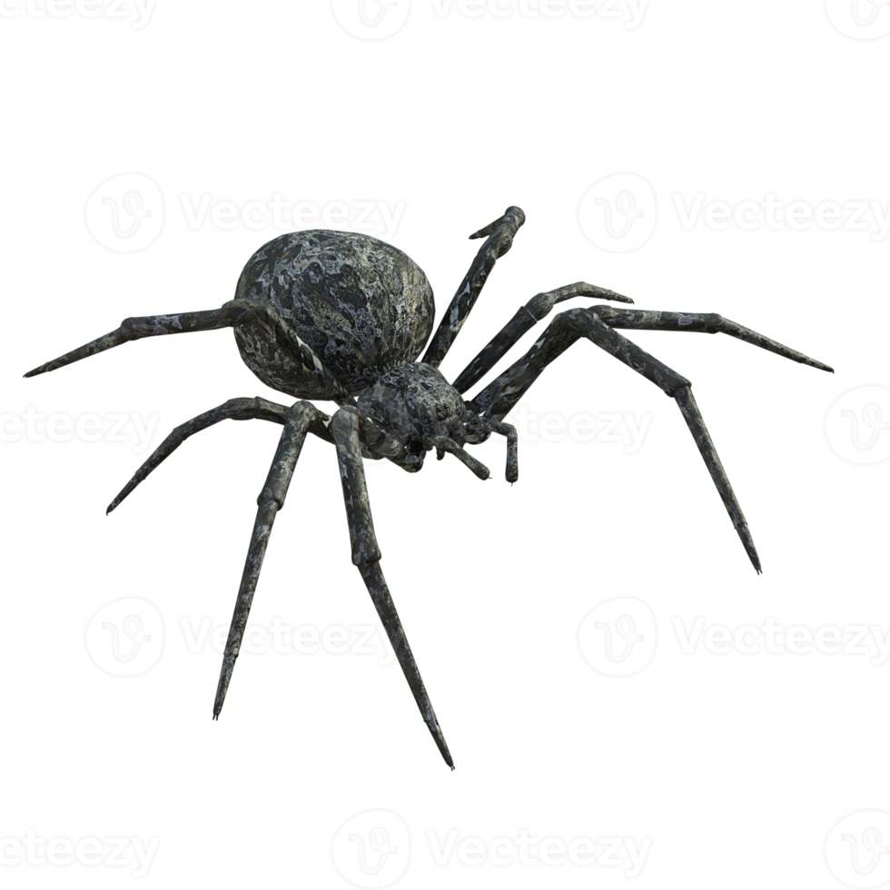 Spider isolated 3d png