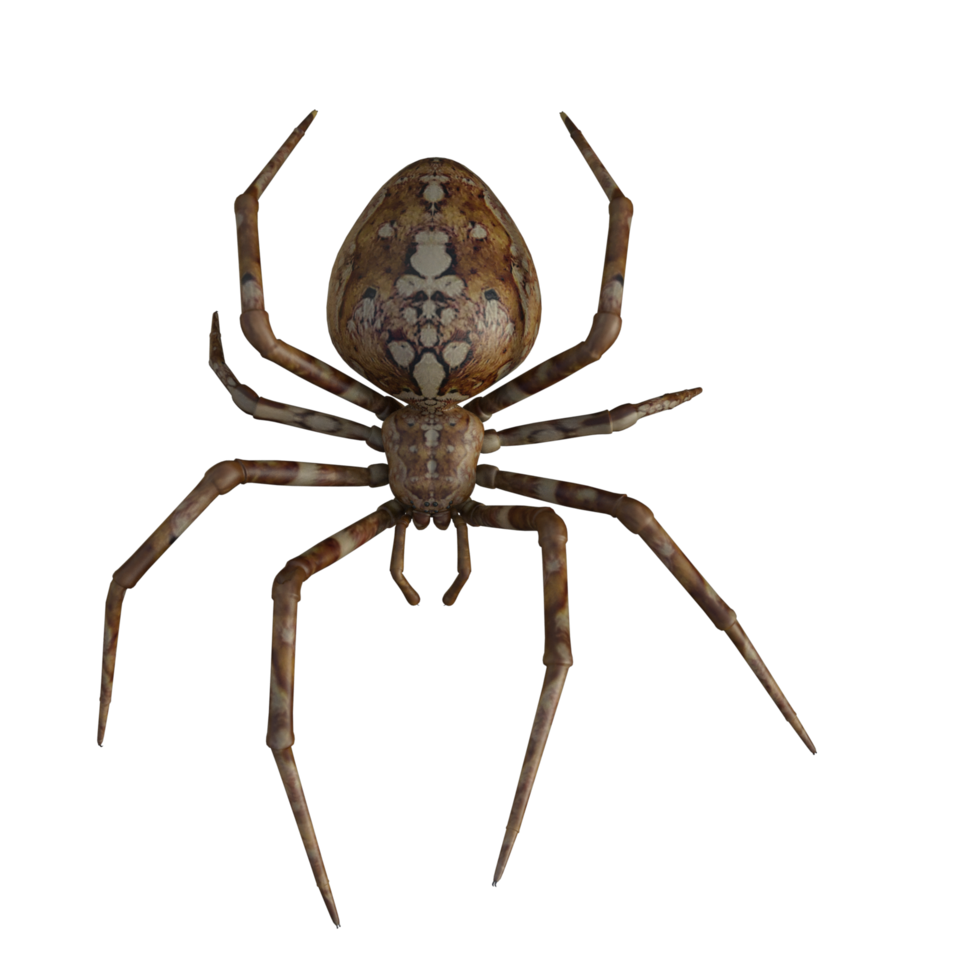 Spider isolated 3d png